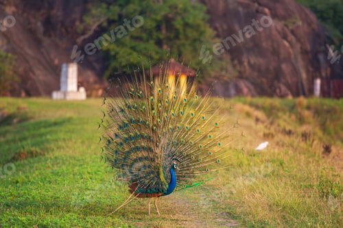 Preview: Peacock