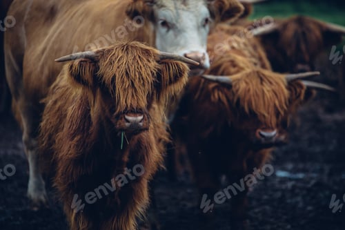 Preview: Closeup shot of a herd of brown bulls walking on a gloomy day