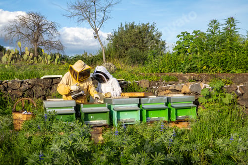 Preview: Beekeepers inspecting green hives in blooming rural apiary at sunset