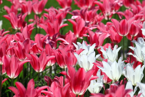 Preview: beautiful tulips