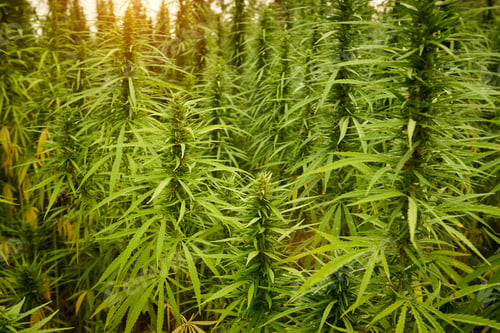 Preview: marijuana leaves cannabis plants in the farm background
