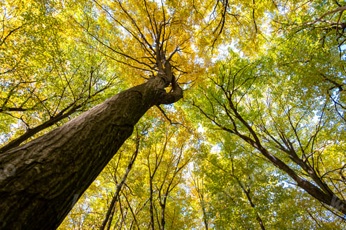 Preview: Perspective from down to up view of autumn forest with bright orange and yellow leaves.