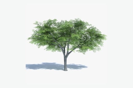 Preview: Low Poly Green Elm Tree