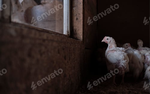 Preview: chicks of white broiler chicken at a poultry farm, raised to generate revenue from the sale