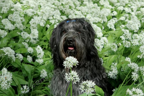 Preview: Dutch sheepdog (Schapendoes) among the onion flowers