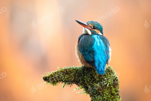 Preview: Cute female of common kingfisher sitting on moss-covered branch