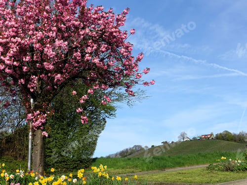 Preview: pink flowers with white trim are in a small garden next to a tree