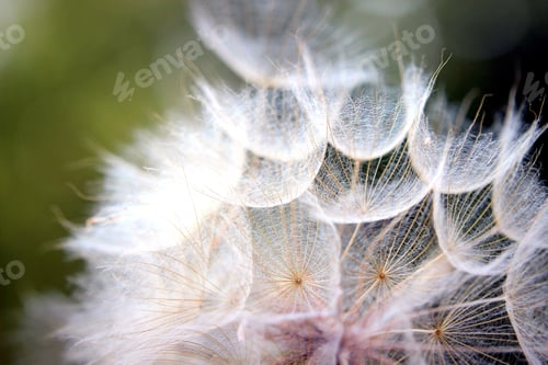 Preview: Close up view of dandelion seeds