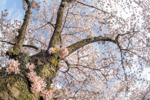 Preview: White cherry blossom flowers on a blooming tree
