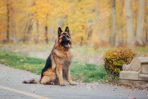 Preview: German Shepherd dog with leaves in autumn. Dog in nature. Autumn mood. Shepherd dog in falling leave
