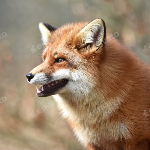 Preview: Red fox (Vulpes vulpes)