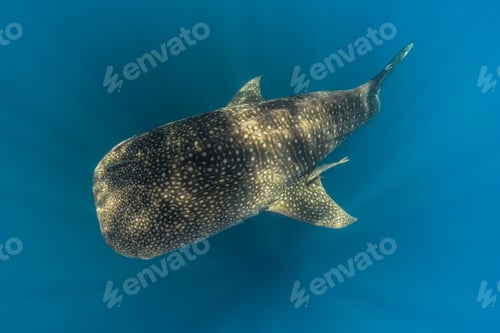 Preview: Indonesia, Papua, Cenderawasih Bay, Whale shark