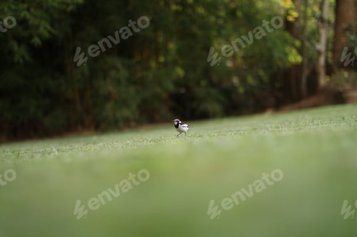 Bird Walking on Green Grass in Natural Setting