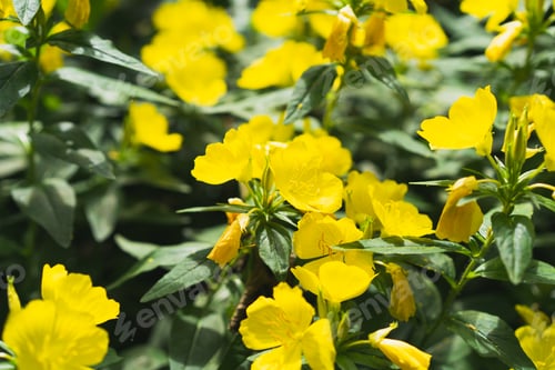 Preview: Sundrops. Beautiful yellow flowers in the garden.