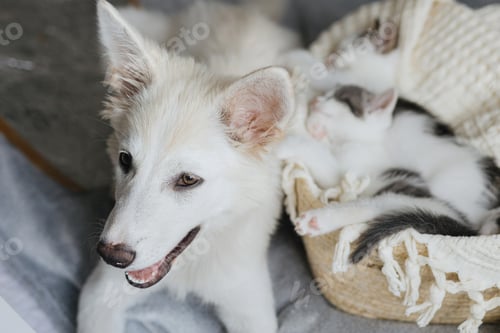 Preview: Adorable white puppy looking at cute little kittens sleeping on soft blanket in basket. Adoption