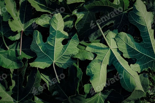 Preview: close up of fig leaves, textures, green color, ecology concept - texture