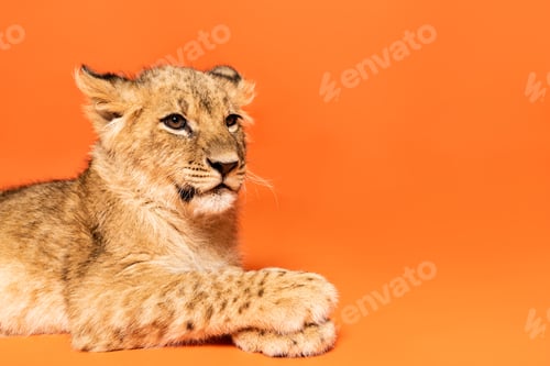 Preview: cute lion cub lying on orange background