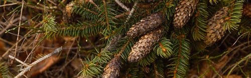Preview: Cones on branch of spruce tree in forest, banner