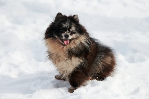 Preview: Pomeranian Spitz dog sitting on snow full size winter portrait, cute black marble tan Spitz puppy
