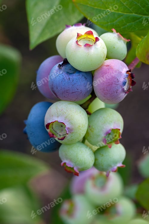 Preview: Cluster of organic blueberries on bush, close up. Canadian blueberry on bush, vertical shot
