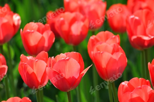 Preview: beautiful red tulips