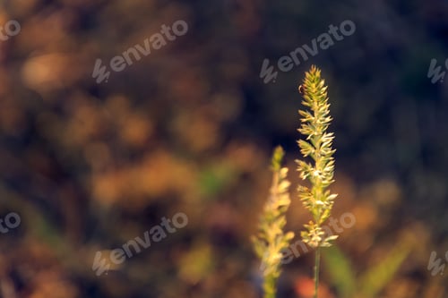 Preview: Closeup shot of allium altaicum on a blurred background