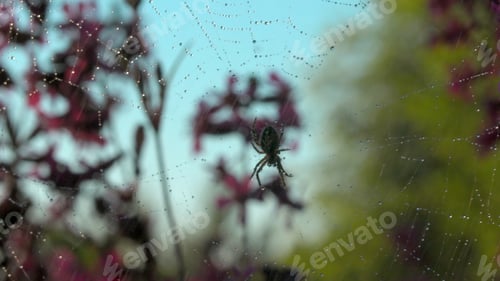 Preview: Large spider hanging on spider web on blurred green and pink background. Creative. Close up of an