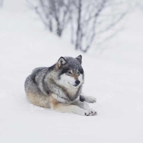 Preview: One Wolf resting in the Snow