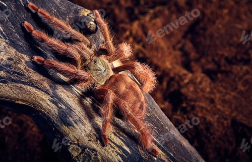 Preview: Tarantula Tapinauchenius Gigas Close-Up On A Background Of Brown Tree