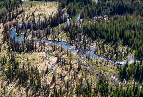 Preview: Aerial View of a Serene Forest Landscape With Meandering River in British Columbia