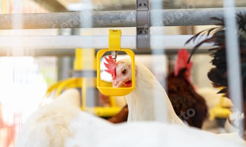 Preview: Decalb white hen drinking water from dispenser in egg production poultry farm.