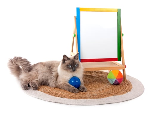 Preview: siberian cat and school in studio