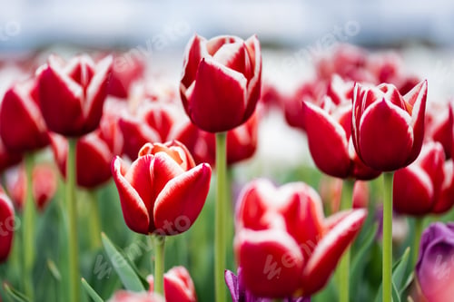 Preview: selective focus of red and white colorful tulips field