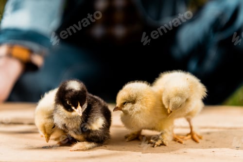 Preview: partial view of male farmer holding wooden board with adorable baby chicks outdoors