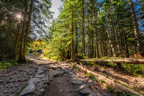 Preview: Sunny forest in Tatra mountains in autumn. Wildlife in Poland.
