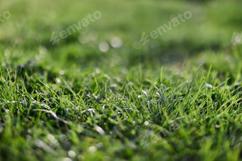 Preview: View of young green grass in the park, taken close-up with a beautiful blurring of the background
