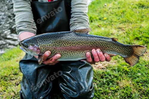 Preview: High angle close up of person holding freshly caught trout at a fish farm raising trout.