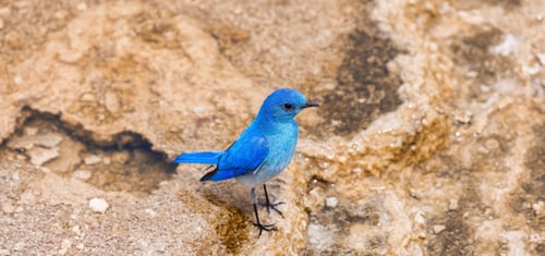 Preview: Small Colorful Bird at Hot Spring Landscape with unique ground formation.