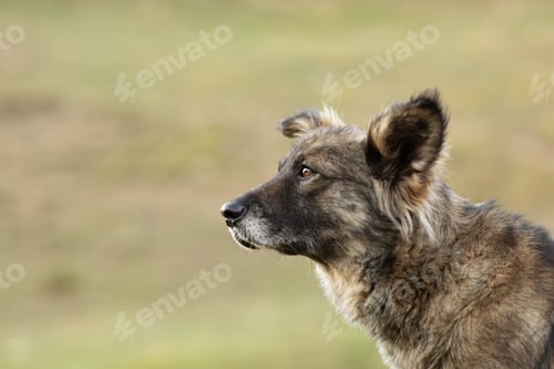 Preview: a mongrel dog outdoors on a green grass background, close-up