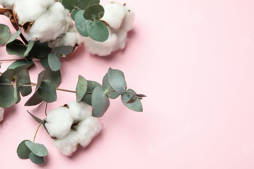 Preview: Beautiful eucalyptus and cotton on pink background