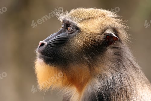 Preview: The mandrill (Mandrillus sphinx)