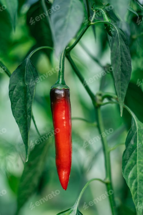 Preview: Close up of red ripe jalapeno pepper growing as field crop agriculture, with blurred background