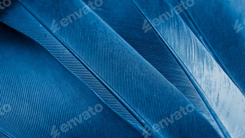 Preview: blue feather pigeon macro photo. texture or background