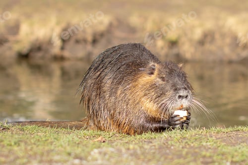 Preview: Nutria, Myocastor coypus or river rat the wild near the river