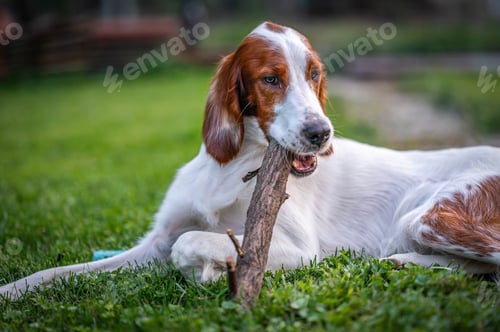 Preview: Closeup of a Female Pointer-Setter in a park