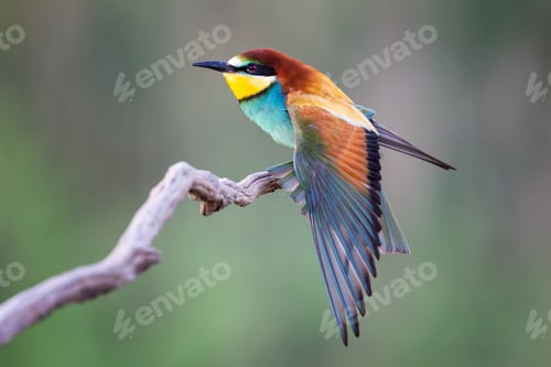 Preview: Closeup of a Bee-eater standing on a tree branch under the sunlight with a blurry background