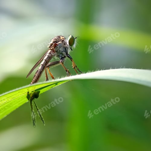 Preview: Robberfly