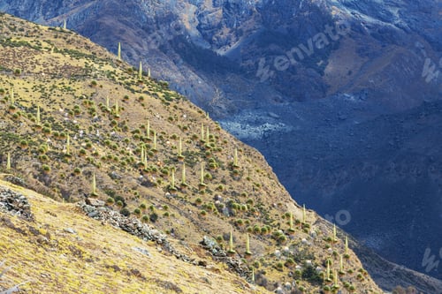 Preview: Puya