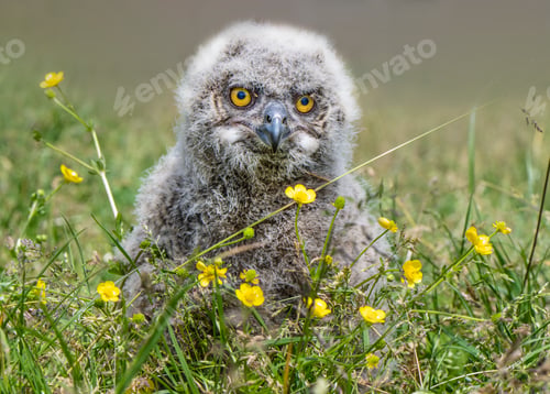 Preview: Closeup shot of the Siberian eagle owl settled in the field with the flowers
