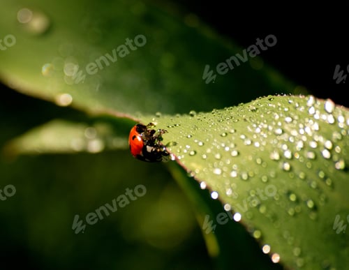 Preview: ladybird on grass